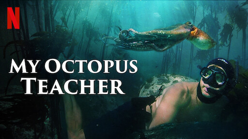 Watch My Octopus Teacher | Netflix Official Site Watch My Octopus Teacher | Netflix Official Site